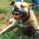 Image for article titled Well, Neighbors Just Got A Pit Bull